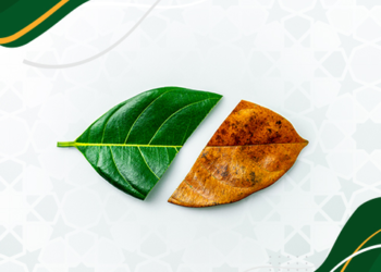 خطورة الرسائل السلبية على الجيل